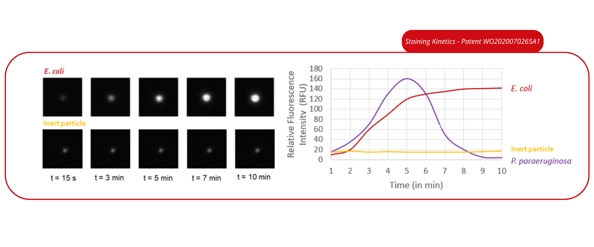 Staining Kinetics